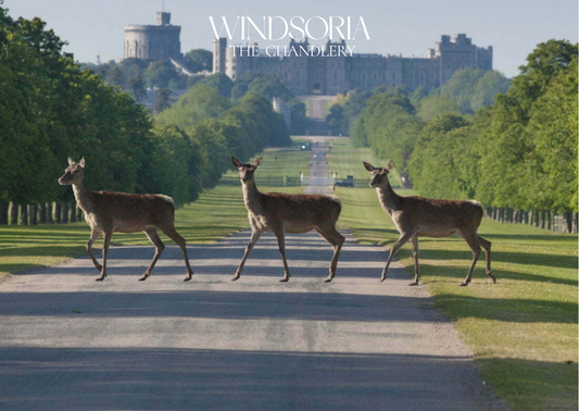 windsor great park, windsor great park walk, windsor great park deers, windsor great park
